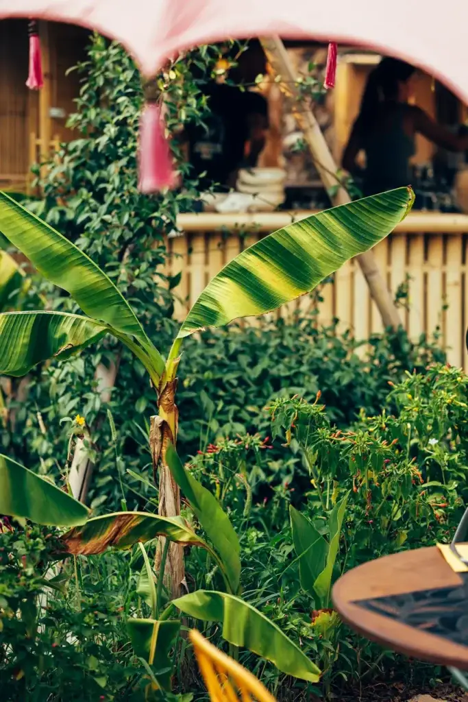 cocoya beach restaurant aniane montpellier herault 5